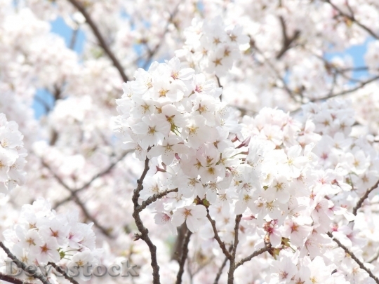 Devostock Cherry blossoms  (112)