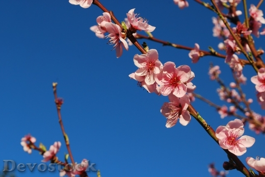 Devostock Cherry blossoms  (113)