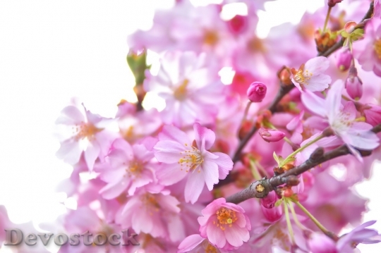 Devostock Cherry blossoms  (114)