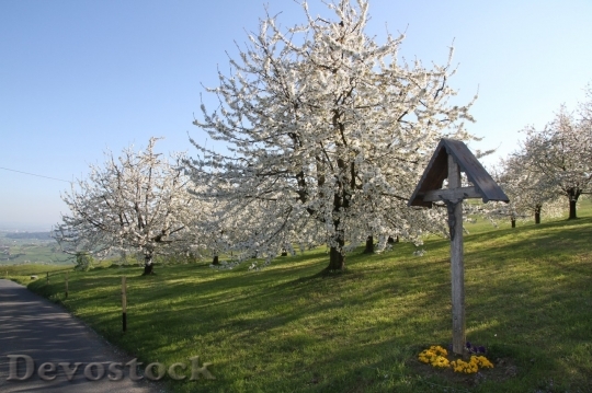 Devostock Cherry blossoms  (115)