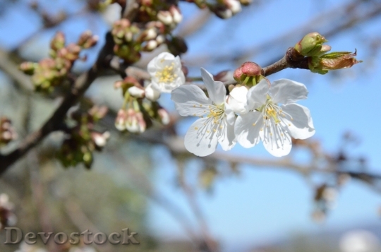 Devostock Cherry blossoms  (117)