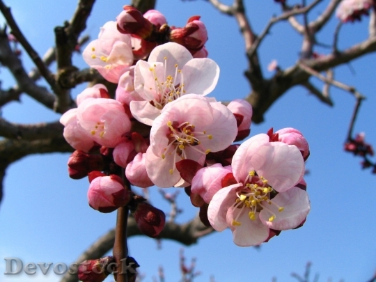 Devostock Cherry blossoms  (12)
