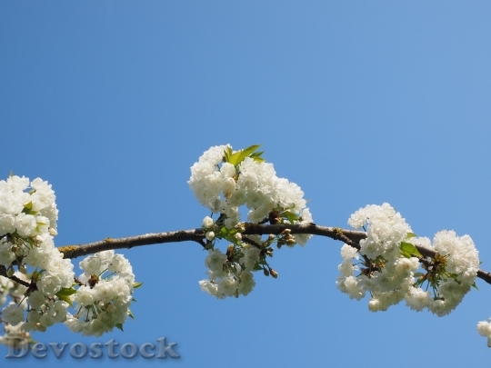 Devostock Cherry blossoms  (120)
