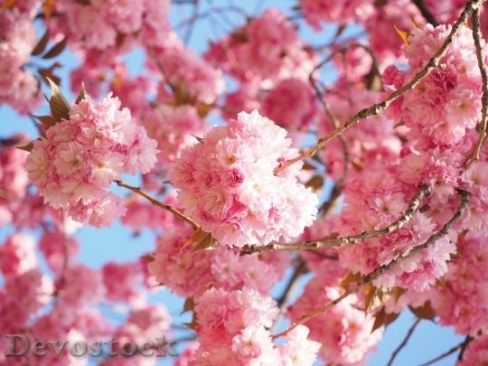 Devostock Cherry blossoms  (124)