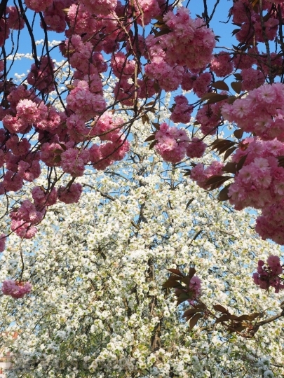 Devostock Cherry blossoms  (126)