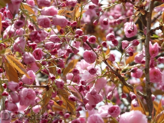 Devostock Cherry blossoms  (13)