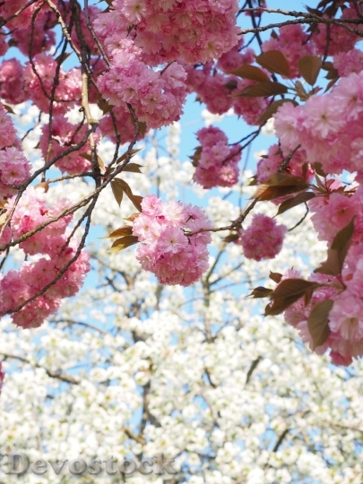 Devostock Cherry blossoms  (132)