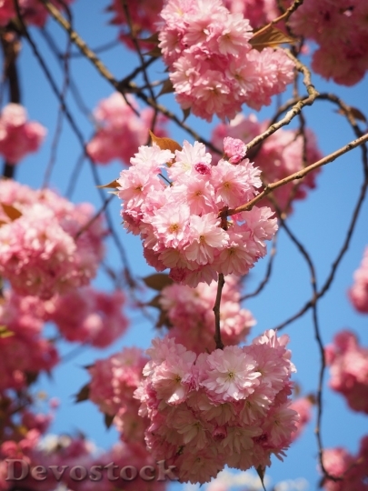 Devostock Cherry blossoms  (133)