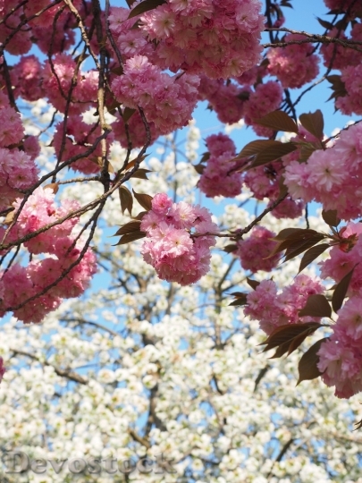 Devostock Cherry blossoms  (134)