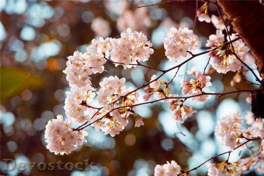 Devostock Cherry blossoms  (135)