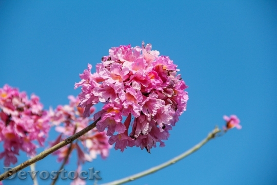 Devostock Cherry blossoms  (137)