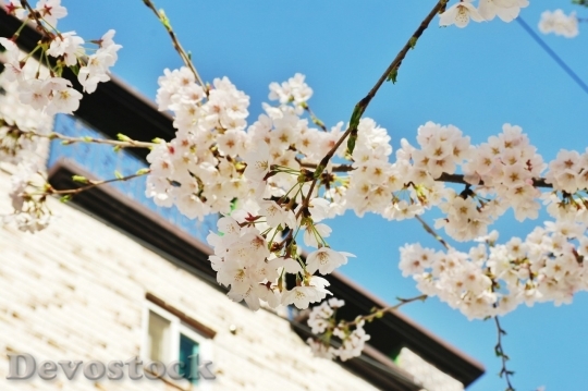 Devostock Cherry blossoms  (138)