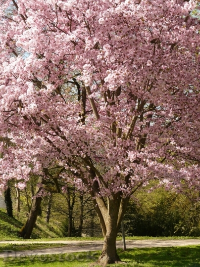 Devostock Cherry blossoms  (14)