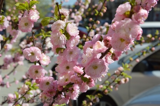 Devostock Cherry blossoms  (142)