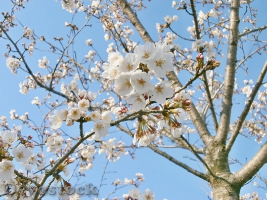 Devostock Cherry blossoms  (144)