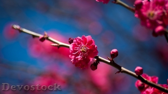 Devostock Cherry blossoms  (146)