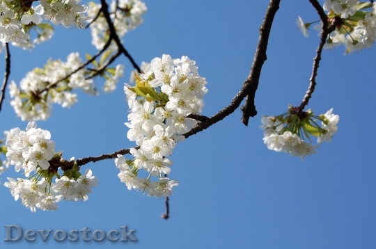 Devostock Cherry blossoms  (148)