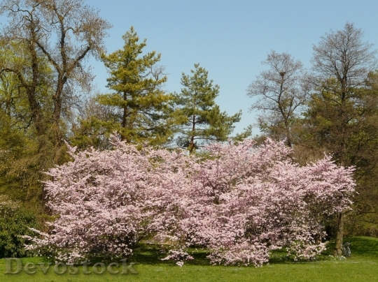 Devostock Cherry blossoms  (15)