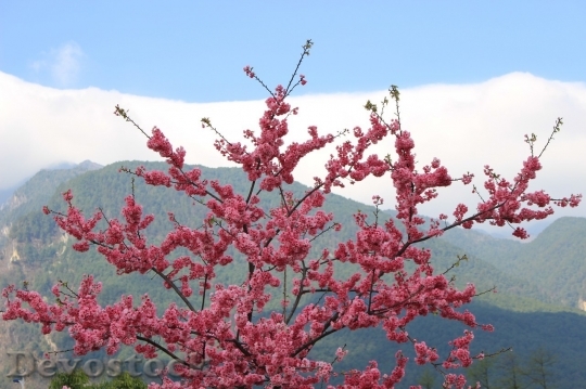 Devostock Cherry blossoms  (152)