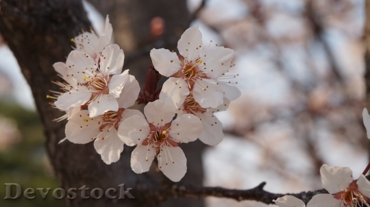 Devostock Cherry blossoms  (153)