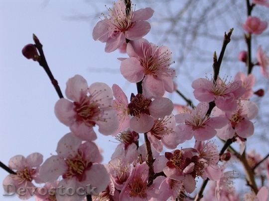Devostock Cherry blossoms  (154)