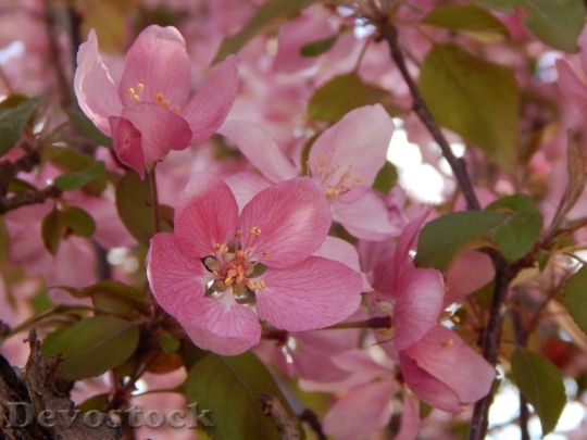 Devostock Cherry blossoms  (157)