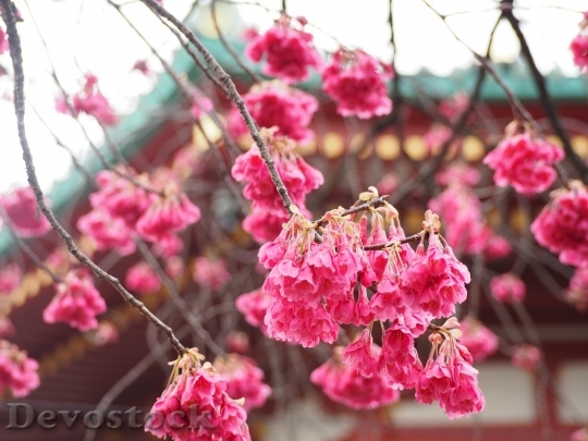 Devostock Cherry blossoms  (160)