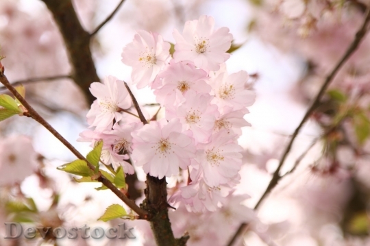 Devostock Cherry blossoms  (161)