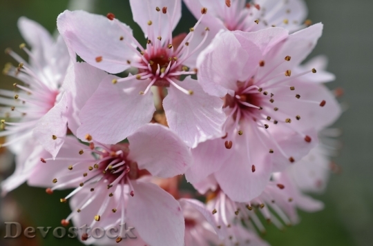 Devostock Cherry blossoms  (162)