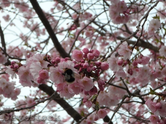 Devostock Cherry blossoms  (163)
