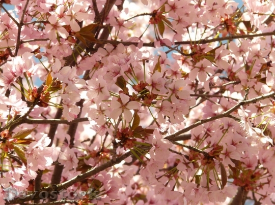 Devostock Cherry blossoms  (17)