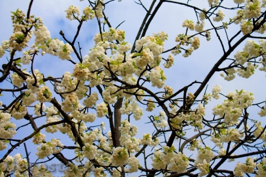 Devostock Cherry blossoms  (172)