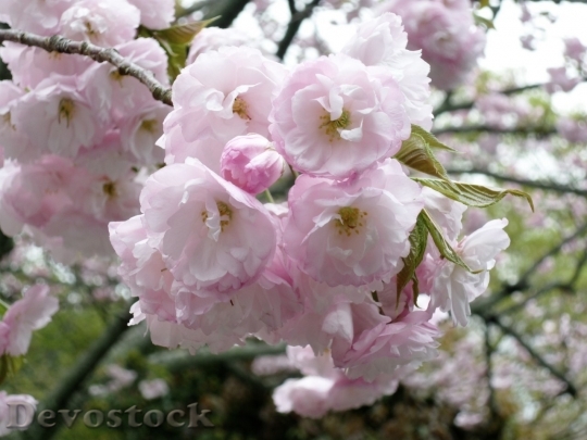 Devostock Cherry blossoms  (173)