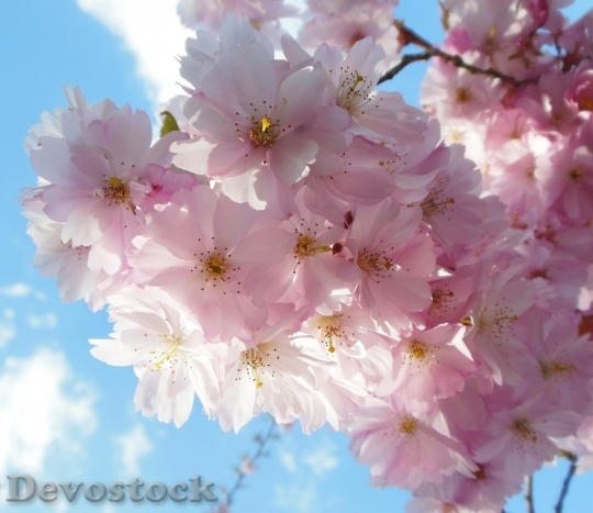 Devostock Cherry blossoms  (174)