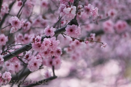 Devostock Cherry blossoms  (176)