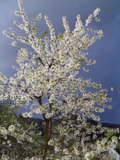 Devostock Cherry blossoms  (178)