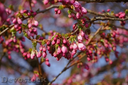 Devostock Cherry blossoms  (179)