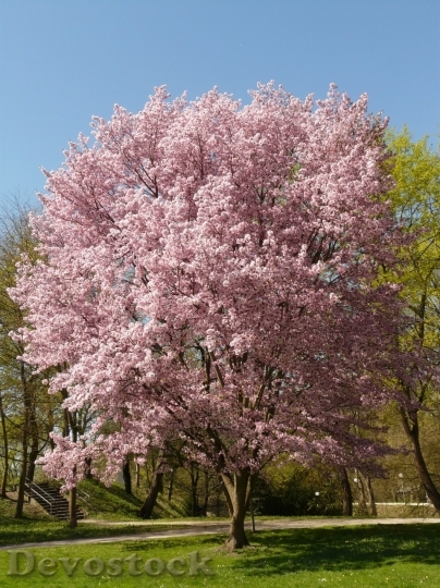 Devostock Cherry blossoms  (18)