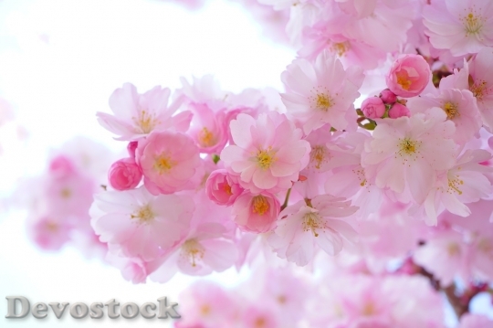 Devostock Cherry blossoms  (180)