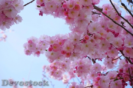Devostock Cherry blossoms  (181)