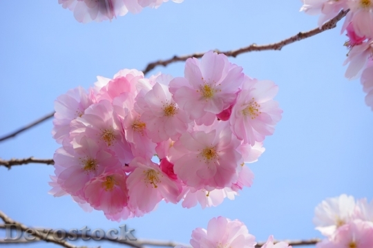 Devostock Cherry blossoms  (182)