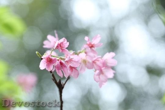 Devostock Cherry blossoms  (183)
