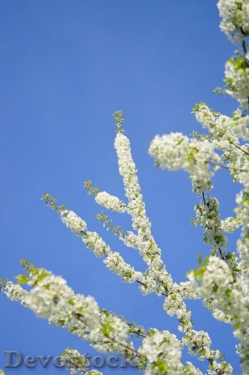 Devostock Cherry blossoms  (184)