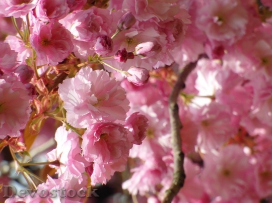 Devostock Cherry blossoms  (185)