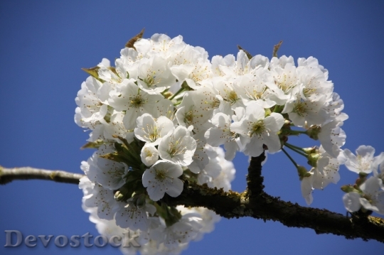 Devostock Cherry blossoms  (187)