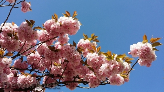 Devostock Cherry blossoms  (188)