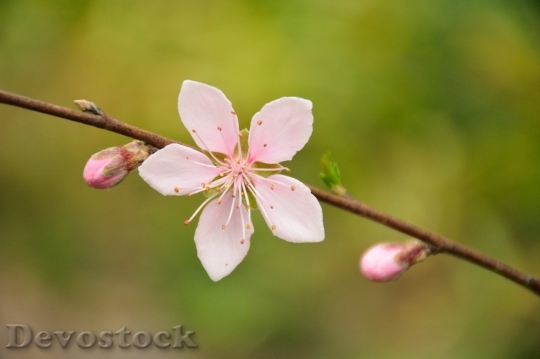 Devostock Cherry blossoms  (192)