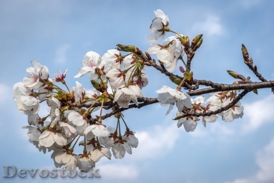 Devostock Cherry blossoms  (193)