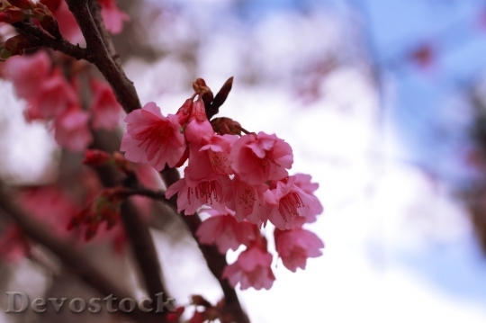 Devostock Cherry blossoms  (194)