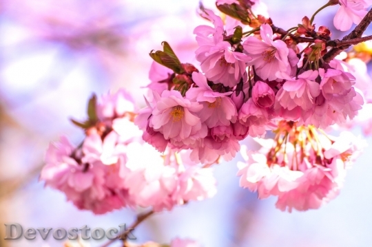 Devostock Cherry blossoms  (196)